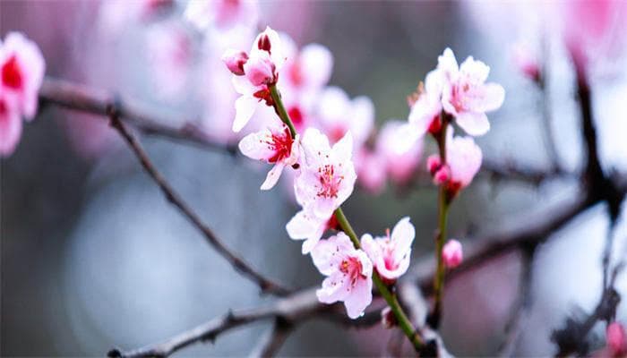 杏花什么季节开花