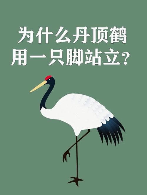 为什么人们叫它丹顶鹤？