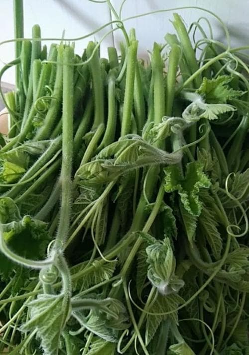 龙须菜——一种特殊的海藻植物（营养丰富，药用价值独特）