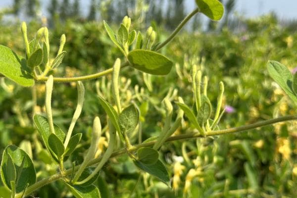 金银花与山银花的区别，外观、开花次数和内含物均不同
