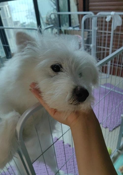 巴哥犬的成长与养护指南：从饮食到心理关怀的全方位护理