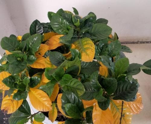 绿植叶片发黄，怎么办？（掌握这些方法，让你的绿植重新焕发生机）