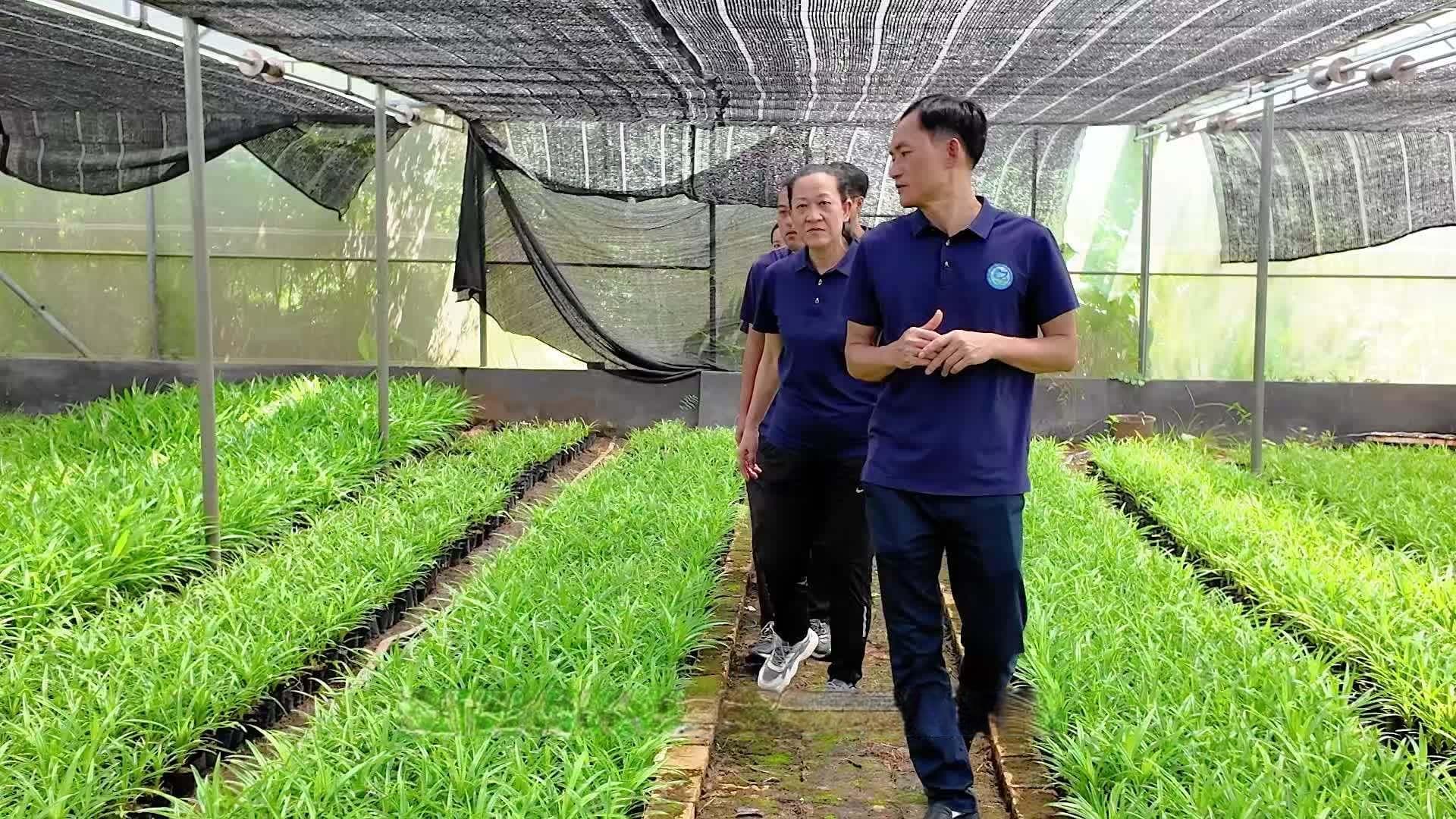 林下生金！湛江“南药”产业焕发亿级生机