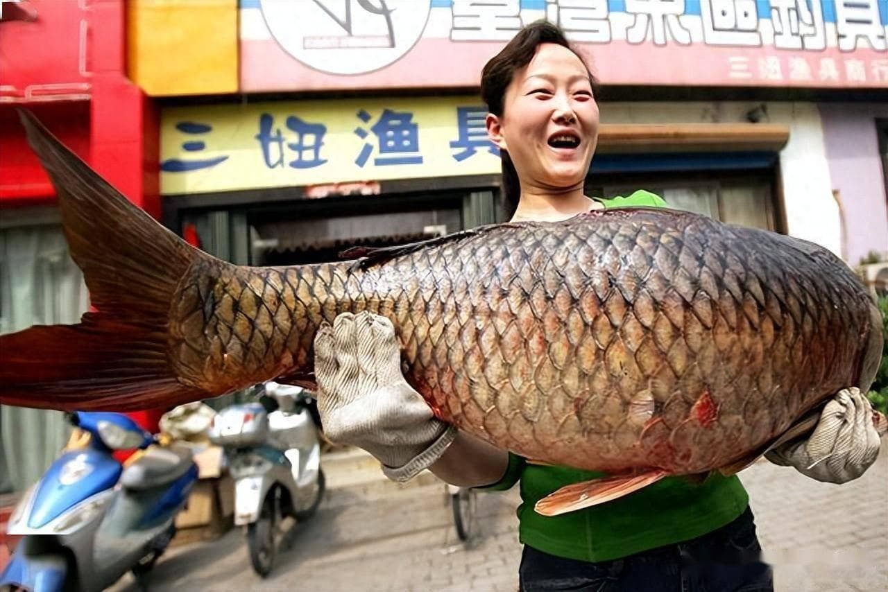 为何鲤鱼不是“四大家鱼”？因为它成了钓鱼人的最爱