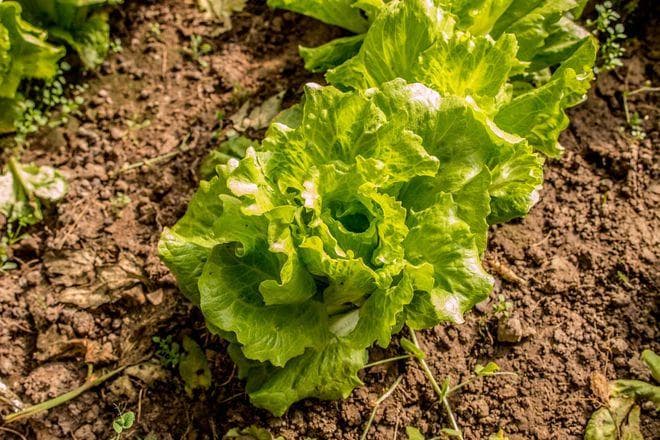 种生菜如何施肥？掌握正确施肥方法生菜定高产