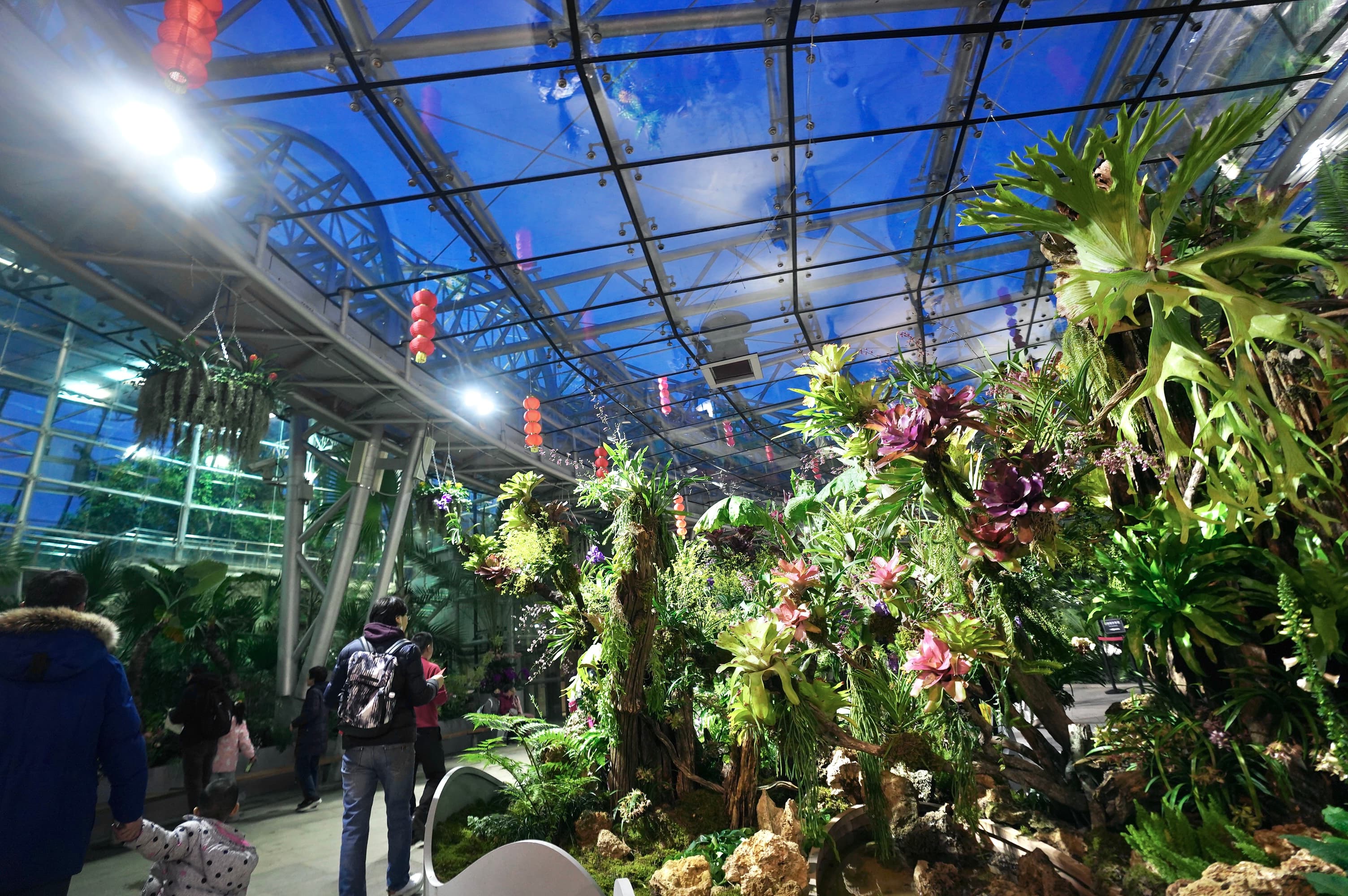 130余种珍稀兰花亮相！国家植物园首办新春奇妙夜
