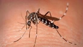 登革热健康教育宣传