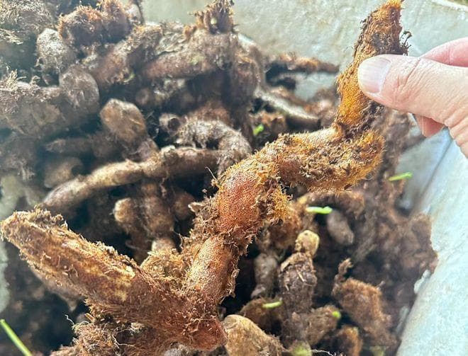 骨碎补，唐玄宗赐名，一种可以接骨续筋的奇草！