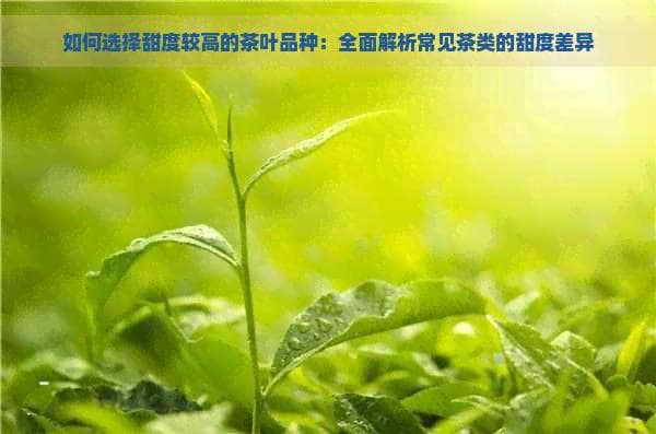 如何选择甜度较高的茶叶品种：全面解析常见茶类的甜度差异
