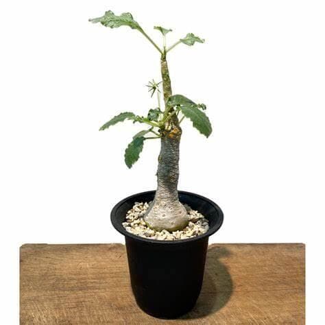 这就是块根！听石膏琉桑说Dorstenia gypsophila