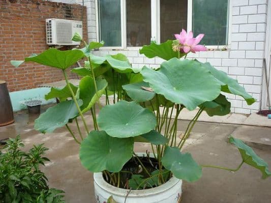 在家里怎么养莲花？莲花在家如何种植方法