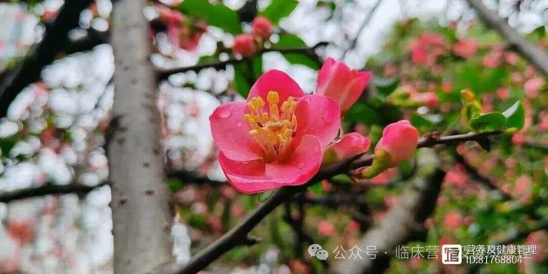 宝宝大便绿色的原因及应对方法