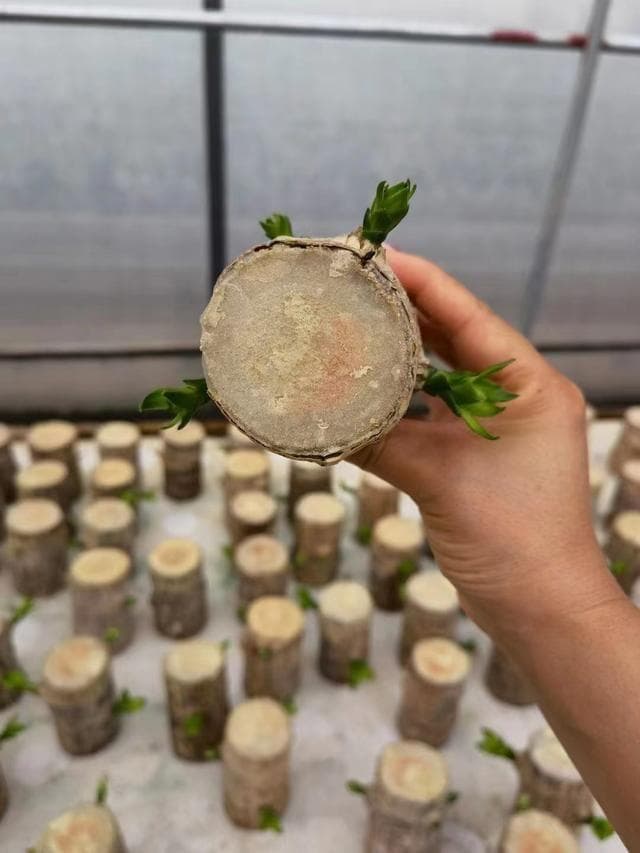 巴西木怎么养