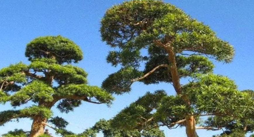 松树四季什么？松树四季：常绿的坚韧与四季的变幻!