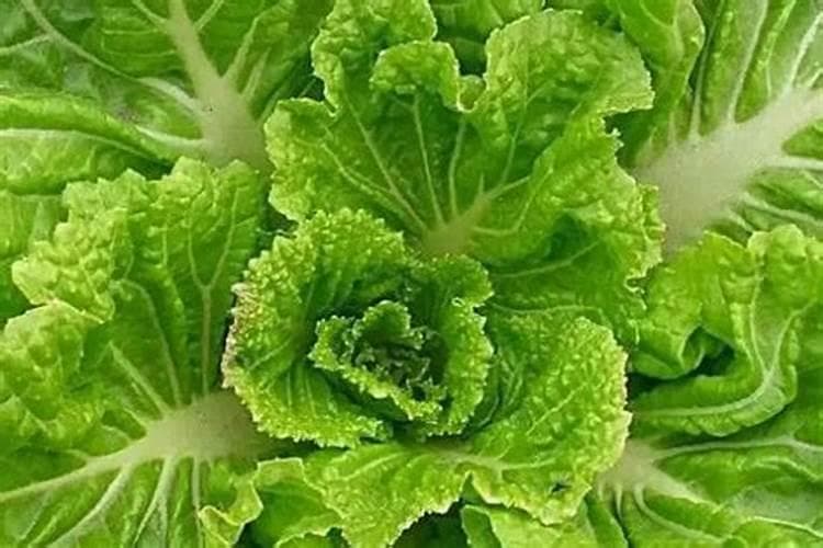 青菜发黄的原因及解决方法