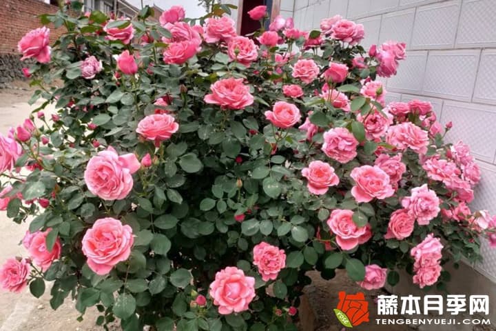山木香嫁接什么品种月季最好