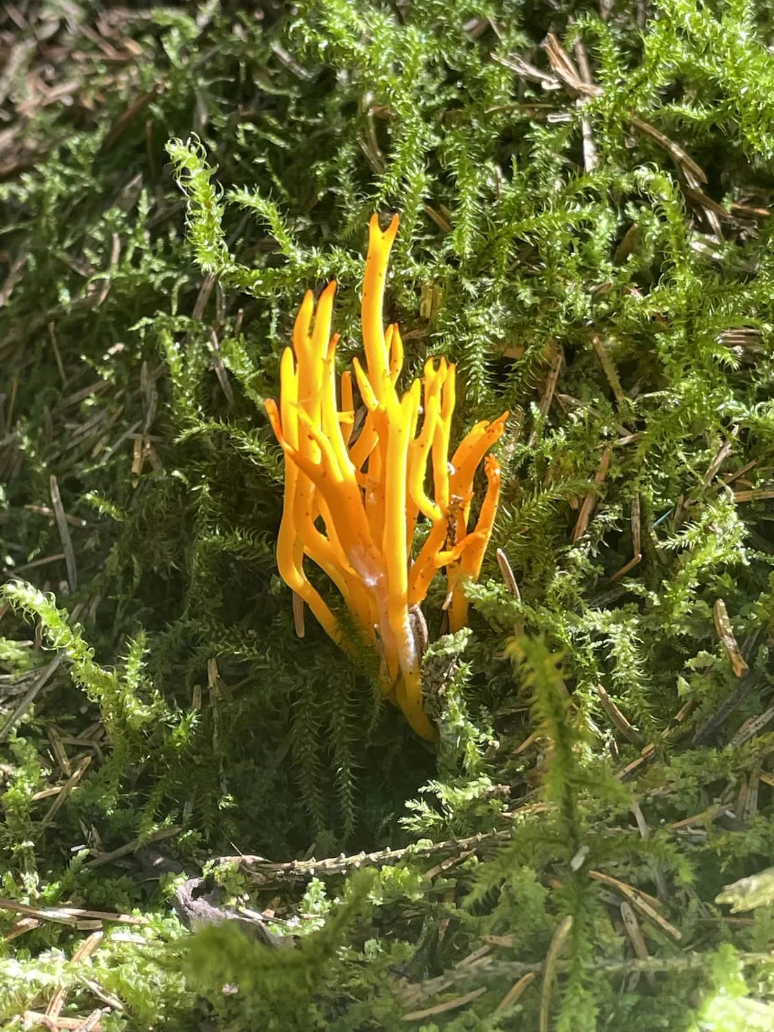 秋冬养肺好帮手：回春草种植指南