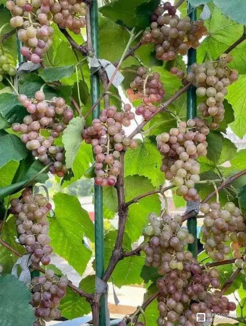 寒香蜜葡萄：冬日里的独特美味