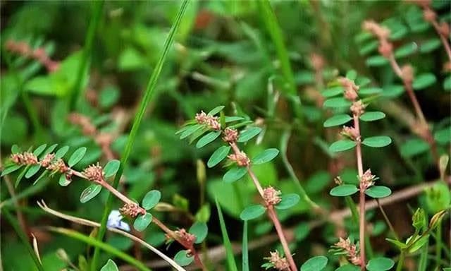 地锦草，不起眼的小草，如何成为绿色宝藏？