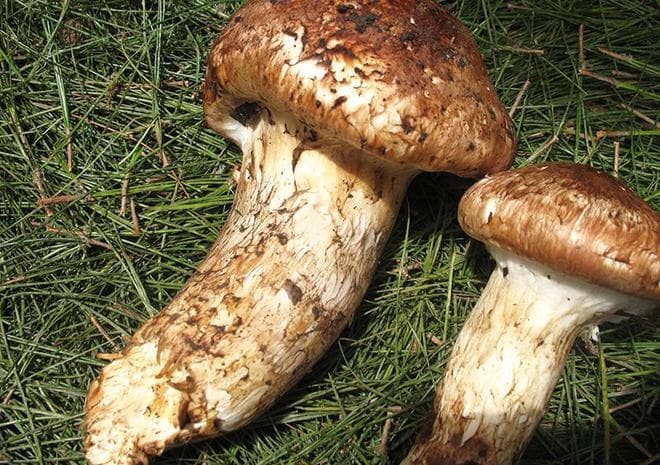 更新！云南南华野生食用菌种类达354种