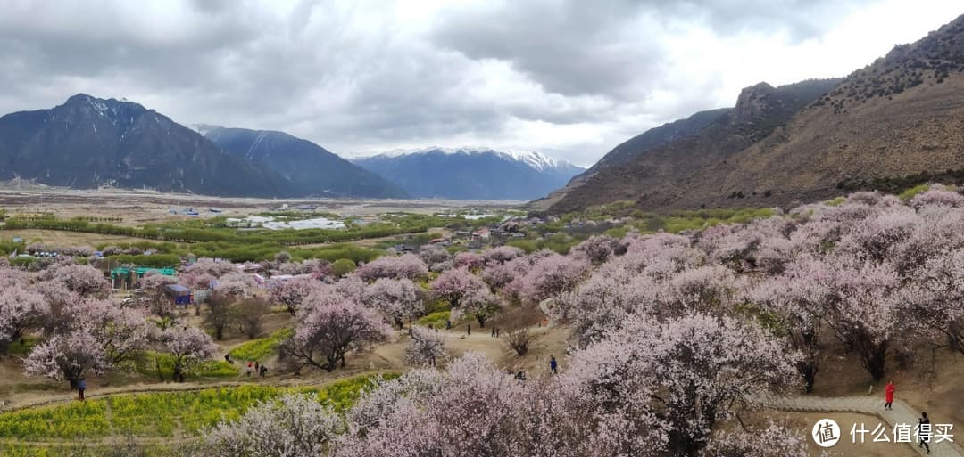 春日绝美画卷——探秘西藏林芝的樱花盛景