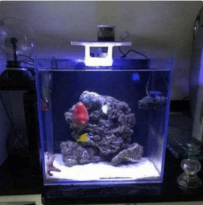 30方缸养小丑鱼，到底要花多少钱？
