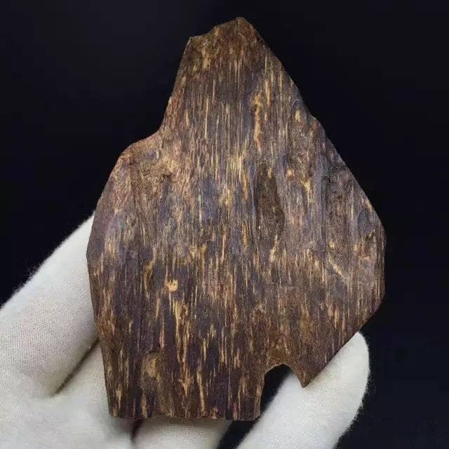 全面揭秘：沉香的形成过程！