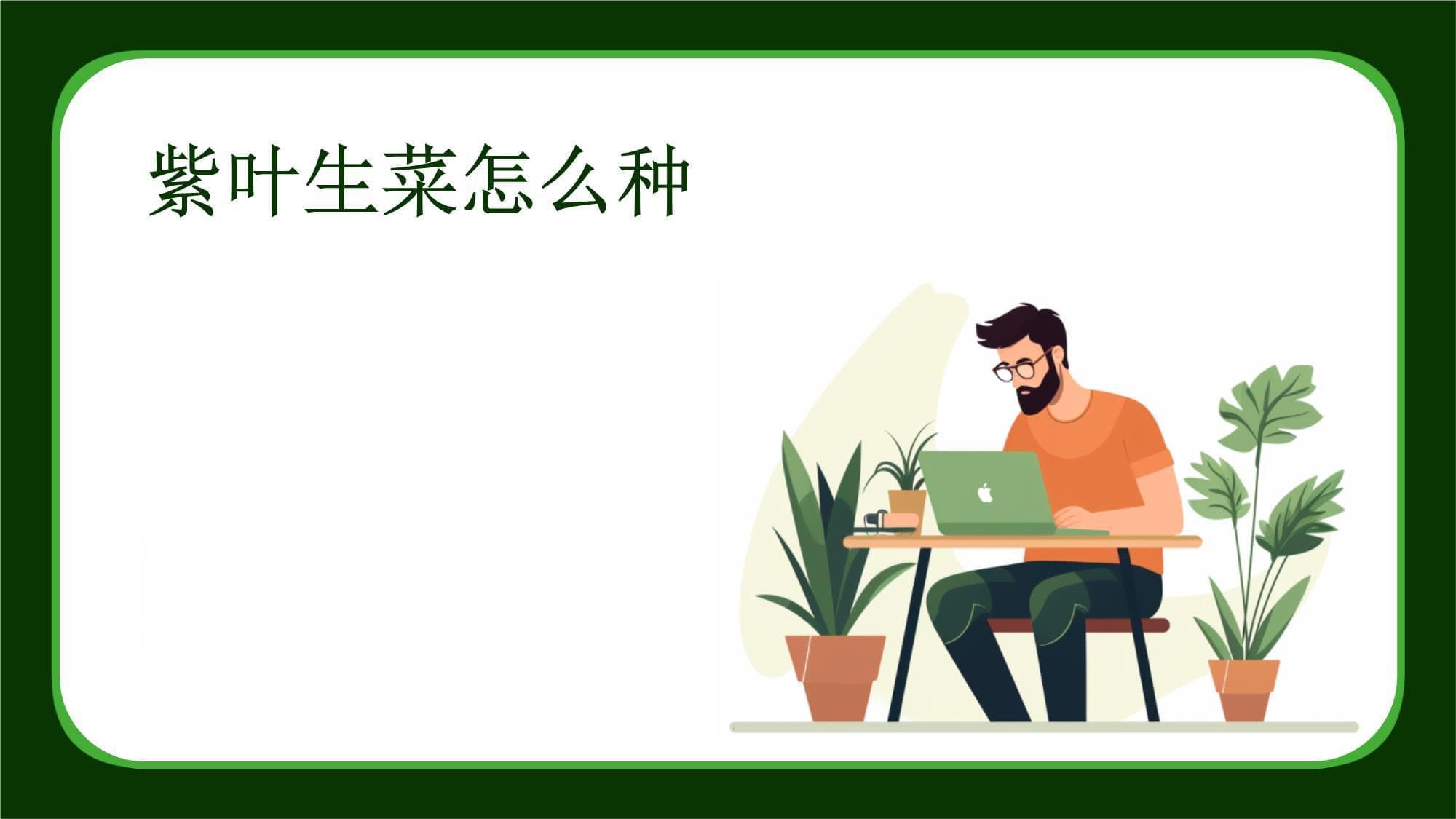 紫叶生菜怎么种