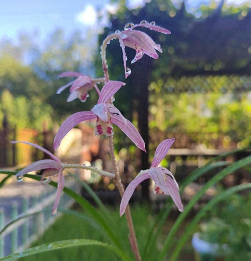 为什么兰花叶子发黄干枯（兰花叶从根部往叶尖先黄后枯）