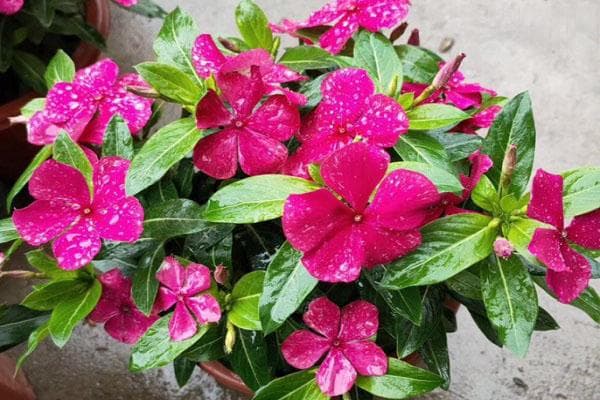 长春花越冬管理