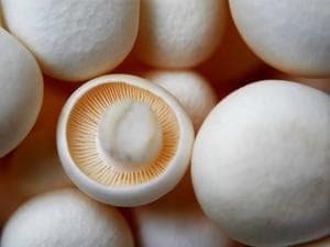 浴室玻璃夹层霉菌感染：成因、症状与防治