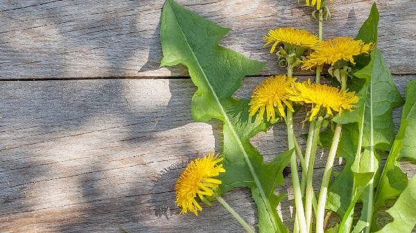 外敷消肿草药：金银花、艾叶和三七粉的功效与使用方法