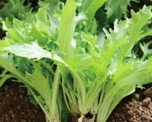 苦苣菜种植全攻略：从土壤准备到收获储存，一篇文章轻松掌握