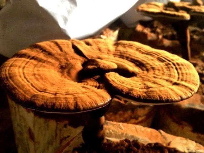 灵芝多糖的奥秘：如何通过天然多糖激活你的免疫系统？