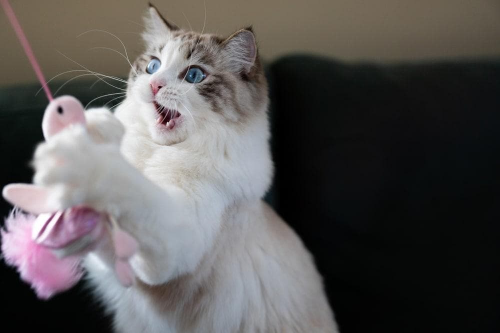 布偶猫性格超像狗？布偶猫的特征、饲养要点与常见疾病总整理