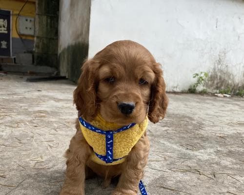 如何养育可卡犬（为你提供全面的可卡犬养育指南）
