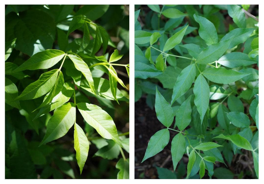 最新研究：牯岭野豌豆含165种芳香物质，或可开发保健食品