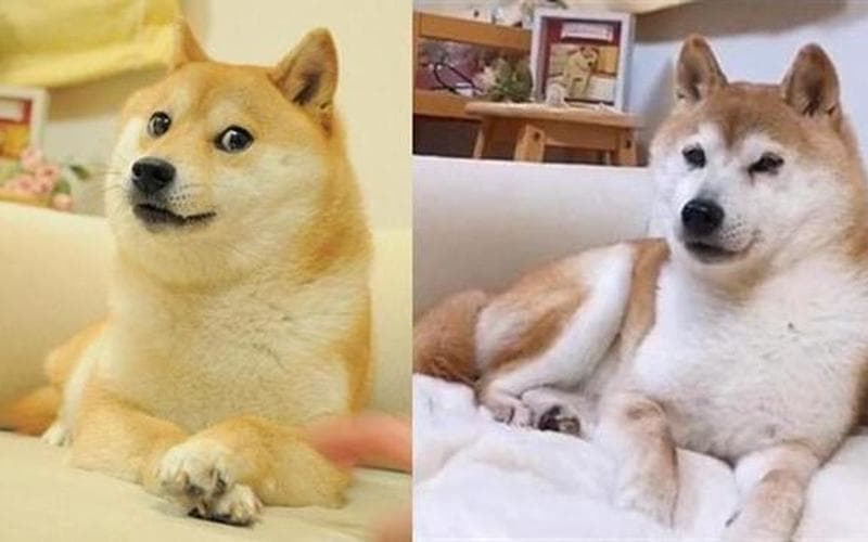 Doge是什么意思？Doge的起源、形象、语言及商业价值全解析