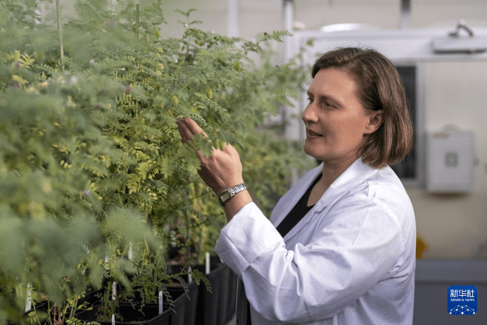 澳研究说可参考植物利用稀土能力开发新技术