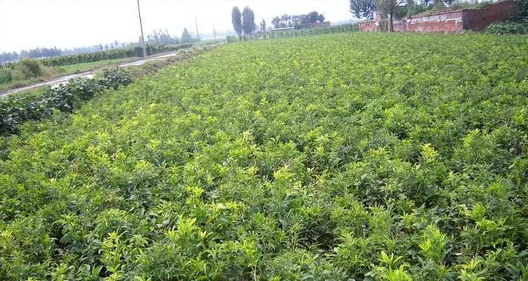 如何为柴胡提供最佳生长环境（从气候条件、土壤要求到水分管理）