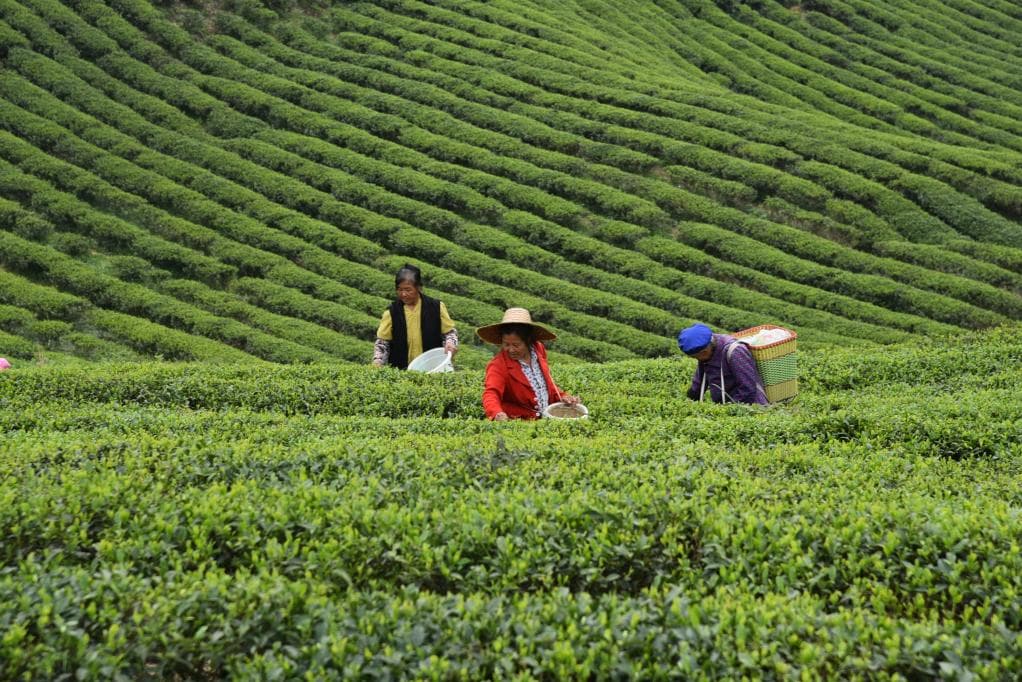 科技赋能茶产业，金沙贡茶之乡实现乡村振兴