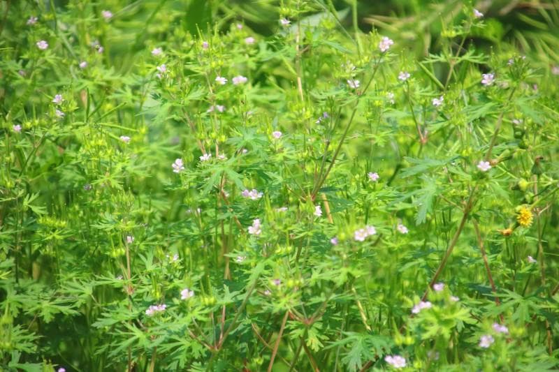 乡村滋味老鹳草