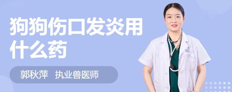 狗狗伤口发炎怎么办？专业处理指南来了