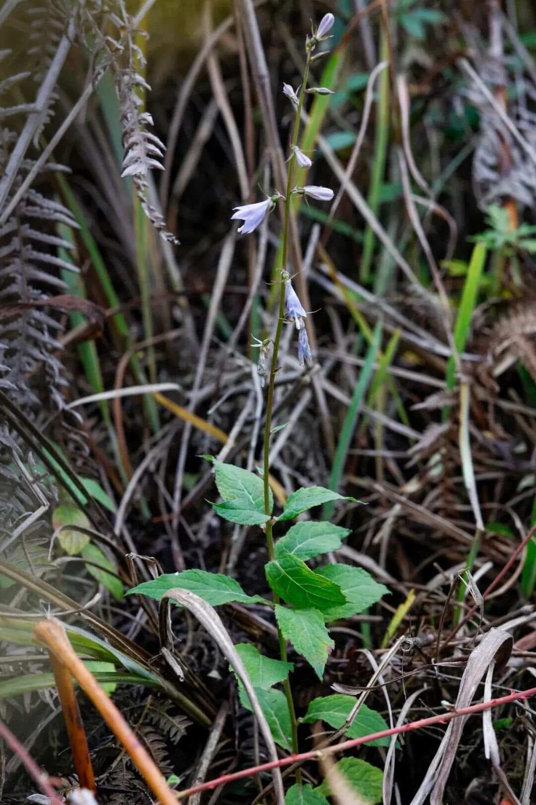 沙参：大自然的润肺高手，你了解多少？