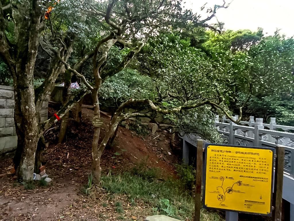 上海到普陀山的多种出行方式及路线规划