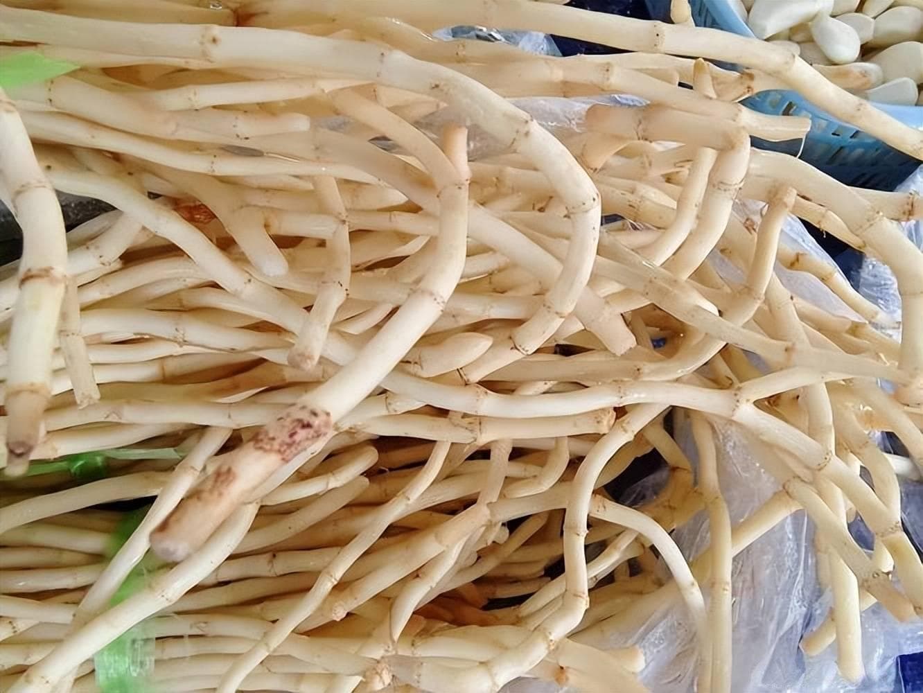 鱼腥草：从争议气味到健康美味的餐桌新宠