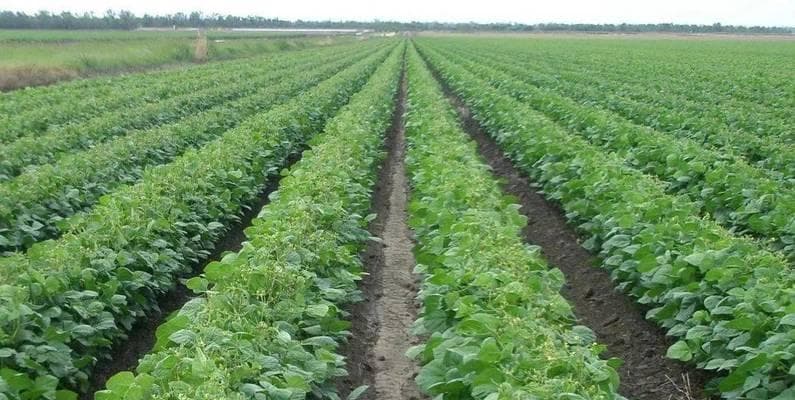 探秘豆类植物的丰富世界：种类、食用方法及营养价值全解析