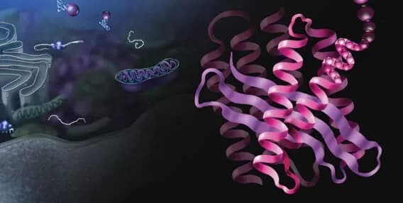 蛋白质组学系列——蛋白质组学基础知识