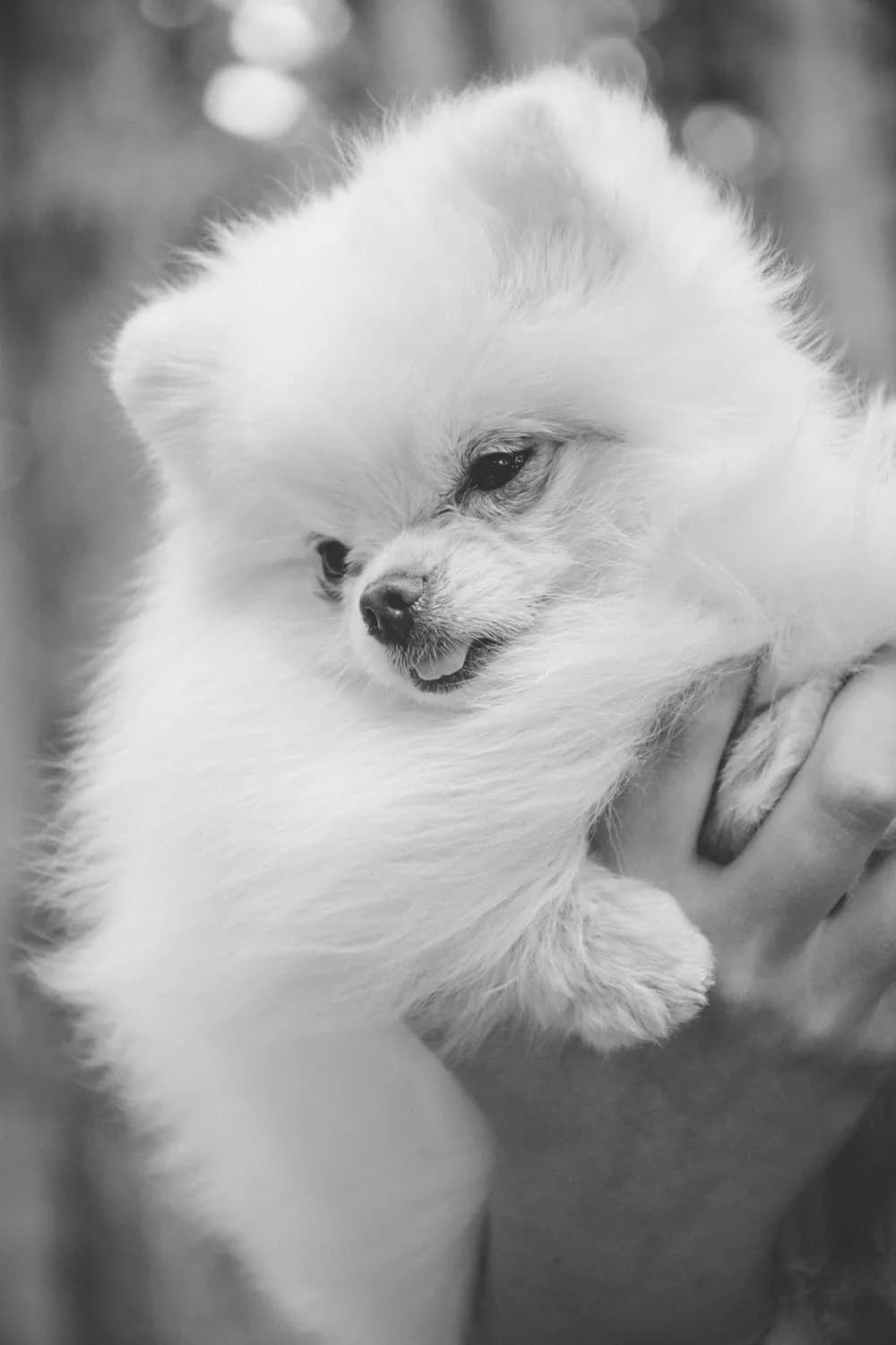 春节鞭炮声让博美犬害怕？这样做让狗狗更安心
