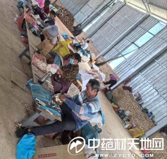 产新追踪：茯苓价格继续下探 后市有无商机？